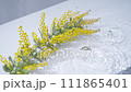 Slow motion high angle of mimosa floating on the water surface and water ripples 111865401