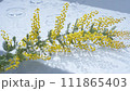 Slow motion of mimosa floating on the water surface and water ripples 111865403