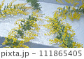 Slow motion of multiple mimosas and water ripples 111865405