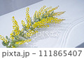 Slow motion of mimosa swaying in the waves 111865407