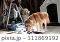 柴犬 111869192
