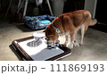 柴犬 111869193