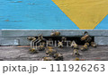Bees near the fly in the hive. Some bees fly out in search of nectar, and others return with nectar. 111926263