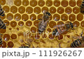 Bees work inside the hive, they process flower nectar into honey. 111926267
