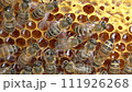 Bees work inside the hive, they process flower nectar into honey. 111926268