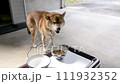 柴犬 111932352