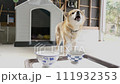 柴犬 111932353