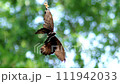 クモの巣に掛かったアゲハチョウ 111942033