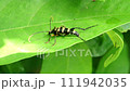 葉の表面がツルツルで歩きにくそうなヨツスジハナカミキリ 111942035