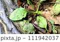 セミとアシナガアリの戦い 111942037