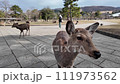 Deer in Nara approach friendly people 111973562