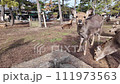 Deer in Nara approach friendly people 111973563
