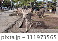 Deer in Nara approach friendly people 111973565