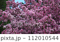 Slow motion outdoor view of a beautiful pink flowers tree. Pink flower blooms. View of summer nature. Spring in slowmo 112010544