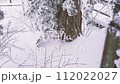 Slow Motion Landscape of Snow Covered Trees in Sobaeksan National Park. 112022027