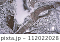 Slow Motion Landscape of Snow Covered Trees in Sobaeksan National Park. 112022028