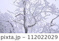 Slow Motion Landscape of Snow Covered Trees in Sobaeksan National Park. 112022029