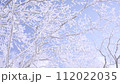 Slow Motion Landscape of Snow Covered Trees in Sobaeksan National Park. 112022035