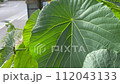 big leaves swaying in the wind 112043133