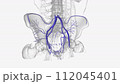 The veins of the pelvis include the internal iliac veins 112045401