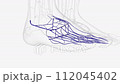 Veins of right foot 112045402