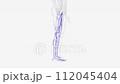 Veins of right Iower limb 112045404