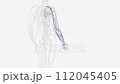 Veins of right upper limb 112045405