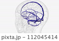 Venous sinuses of brain 112045414
