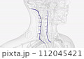 The vertebral vein is a paired vessel found in the transverse foramina of the cervical vertebrae on either side of the neck 112045421