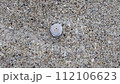 Seashells swaying in the waves on the beautiful sand 112106623