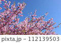 満開の河津桜と青い空 112139503