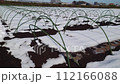 雪の日の畑の様子 112166088