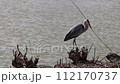 A heron takes off with a branch in its mouth 112170737