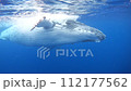 ザトウクジラ ザトウクジラ 112177562