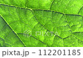 Green full of vitality 112201185