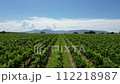 Aerial view of winery vineyards in Yarra Valley, Melbourne, Australia in summer Aerial view of winery vineyards in Yarra Valley, Melbourne, Australia in summer 112218987