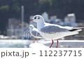 港を飛び立つ鳥(ウミネコ) 112237715