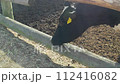 ホルスタイン 112416082