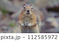Macro shot of a little chipmunk rodent looking at the camera. Slow motion.  112585972