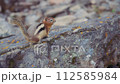 Close up of a striped chipmunk standing on a mossy rock. Slow motion.  112585984