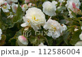 White roses blooming in the garden. Close up, slow motion. Natural background.  112586004