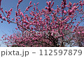 強風に揺れる寒緋桜 112597879