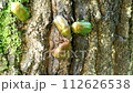 コガネムシの樹液の取り合い。 112626538