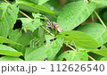 葉を食べるクワカミキリ 112626540