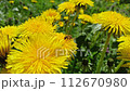 Bee collecting nectar on dandelion flowers. Macro insect on flower. alley in fruit orchard. Meadow with beautiful blooming dandelions. Spring in garden. Yellow dandelions blossoming in spring garden 112670980