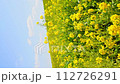 油菜花田（香川縣高松機場）垂直視頻 112726291
