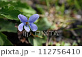 春のスミレの花 112756410