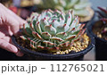 Watering succulents 2C_ Immediately after watering ~ Lifting bees ~ Returning 112765021