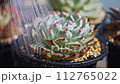 Watering succulents 2B_during watering to end 112765022