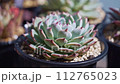 Watering succulents 2A_Start watering ~ Continue watering 112765023